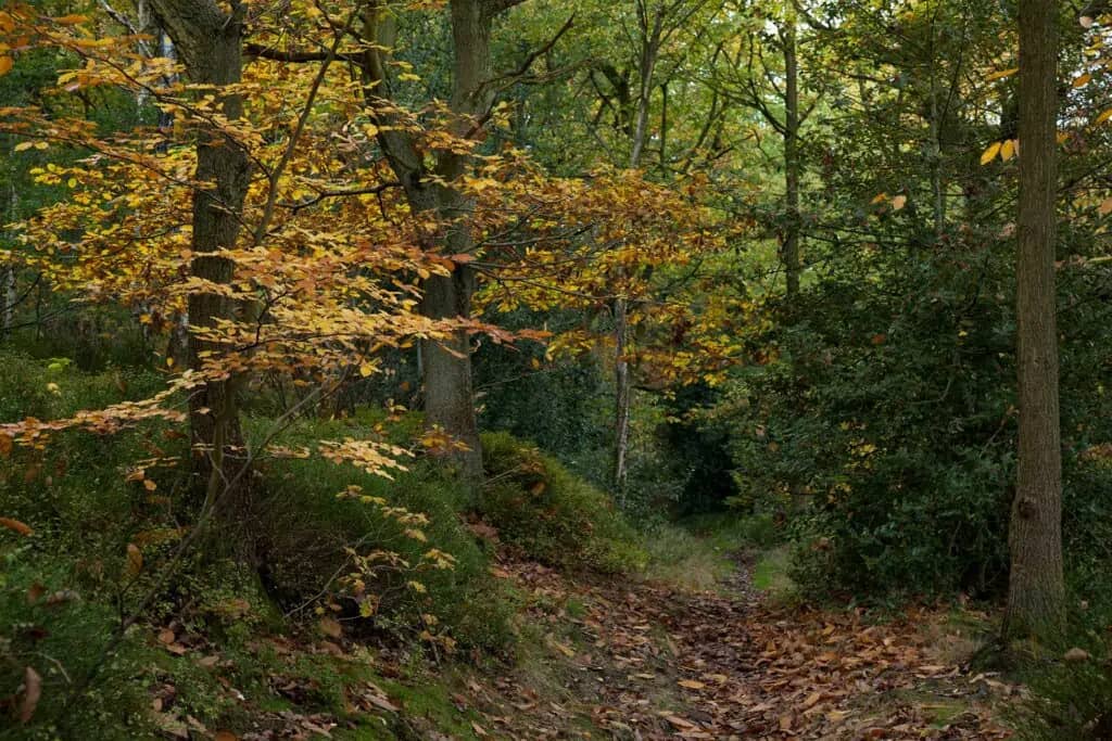 Ancient woodland with a narrow footpath winding through mature trees, displaying autumnal foliage. As an irreplaceable habitat, ancient woodland is not included in the standard 10% Biodiversity Net Gain (BNG) metric and requires bespoke compensation if impacted by development, with strict planning controls enforced by Local Planning Authorities.
