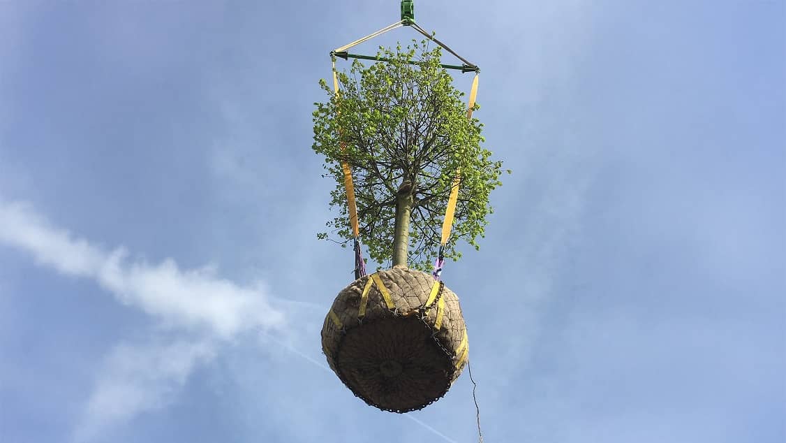 Craning in a tree