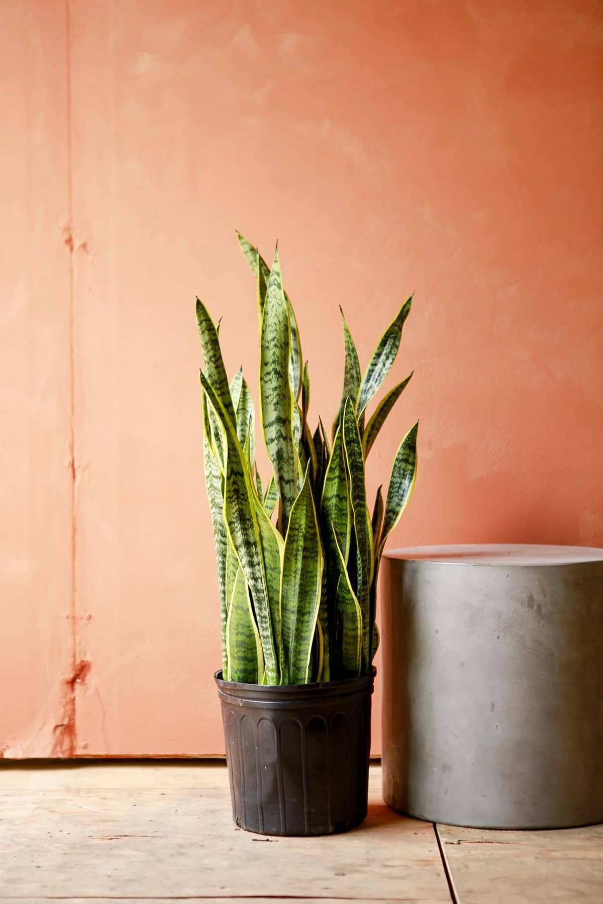 Picture of Snake Plant in Pot