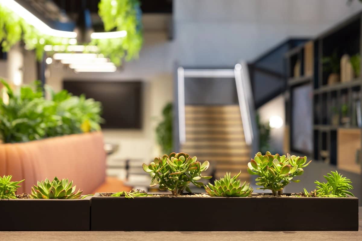 Row of small succulents in black pots on a table, with blurred modern office space and staircase in the background.