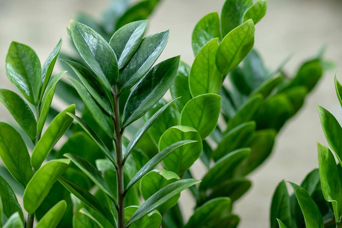 Close-up of vibrant green leaves on a ZZ plant, showcasing glossy, pointed leaflets against a soft, blurred background.