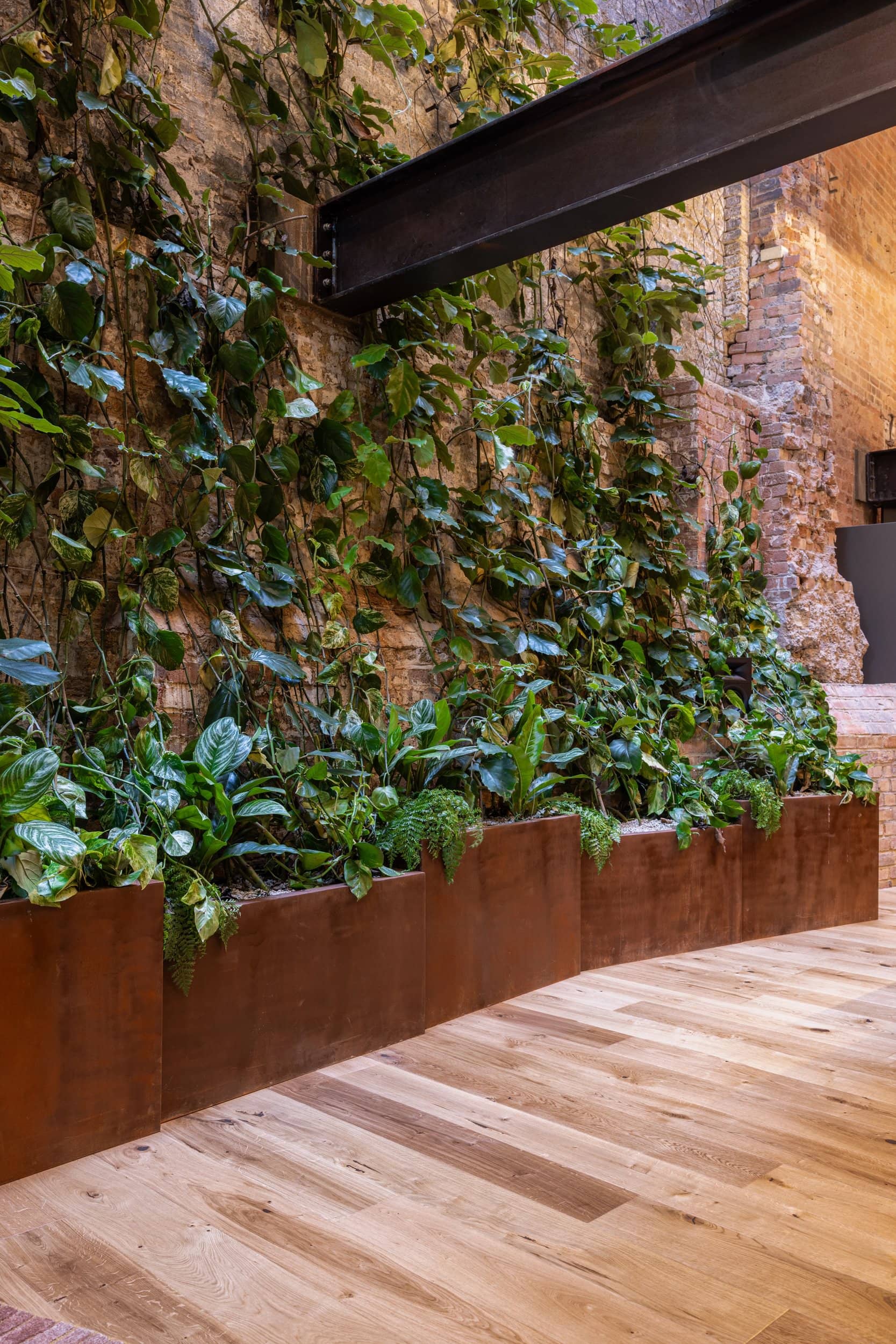 Indoor vertical garden with lush green plants on a rustic brick wall, above wooden flooring and metal planters.