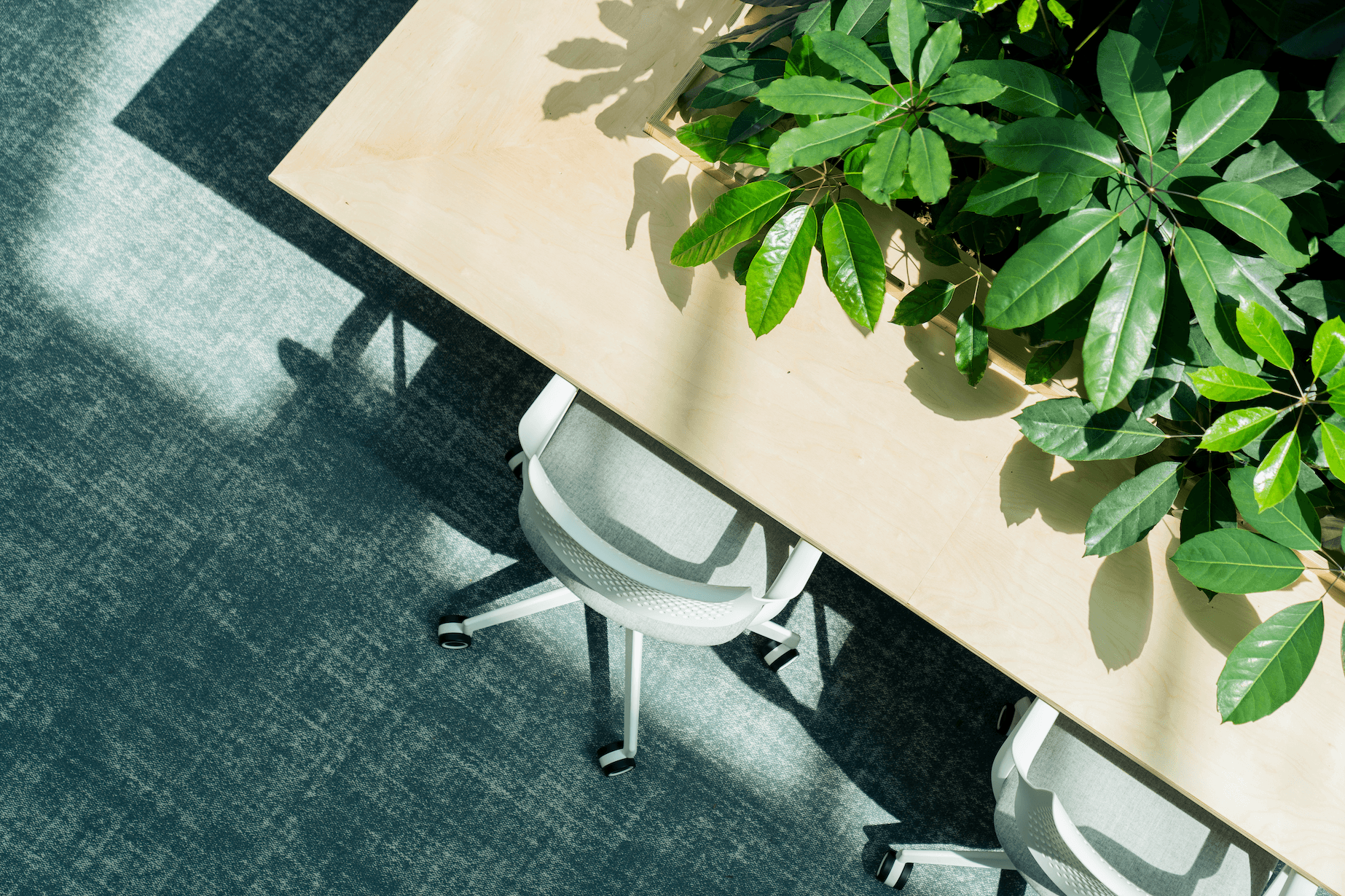 Top view of a wooden table with large green leaves and two white office chairs on a gray carpeted floor, illuminated by sunlight.