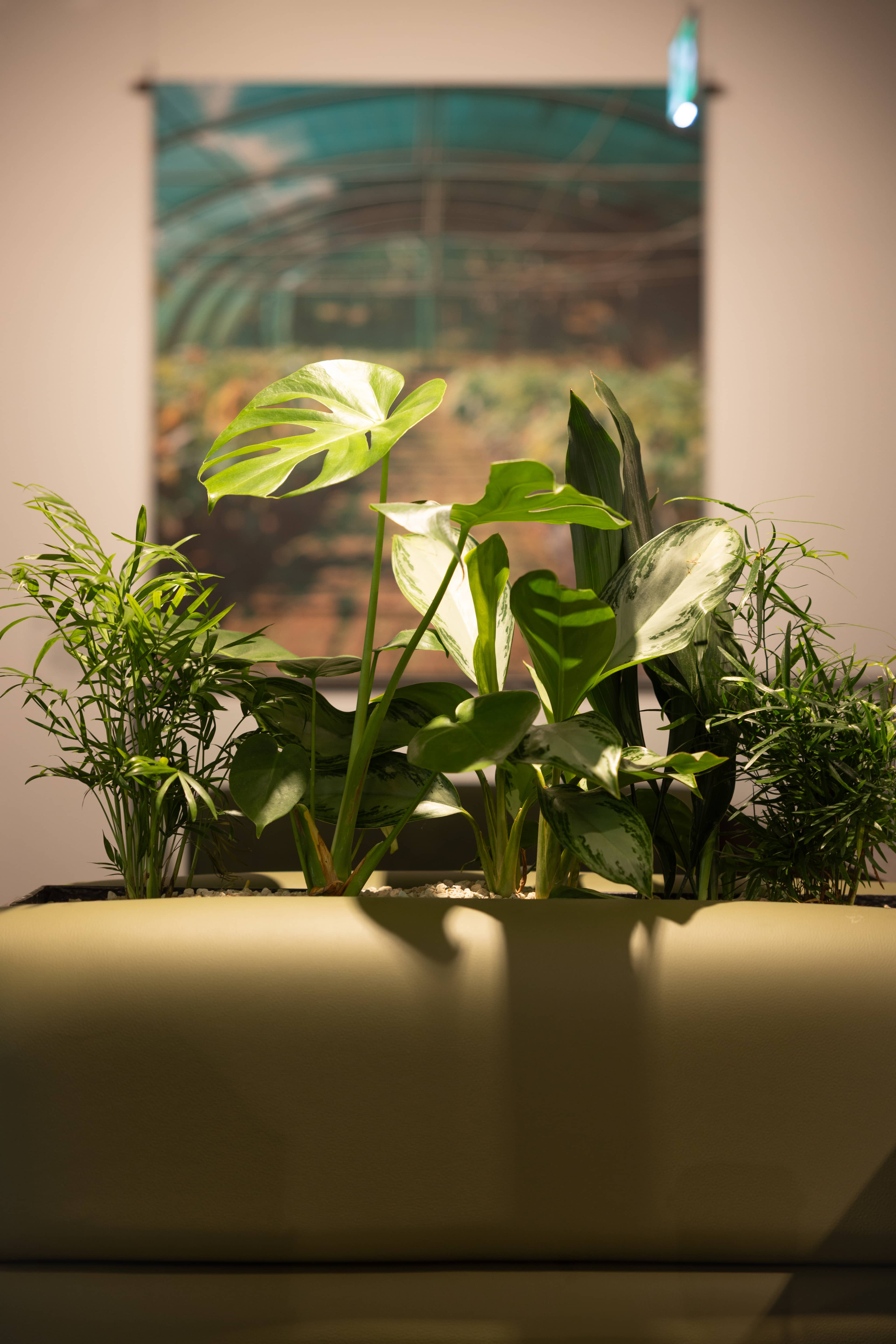 Close up of lush green planting with a painting blurred in the background