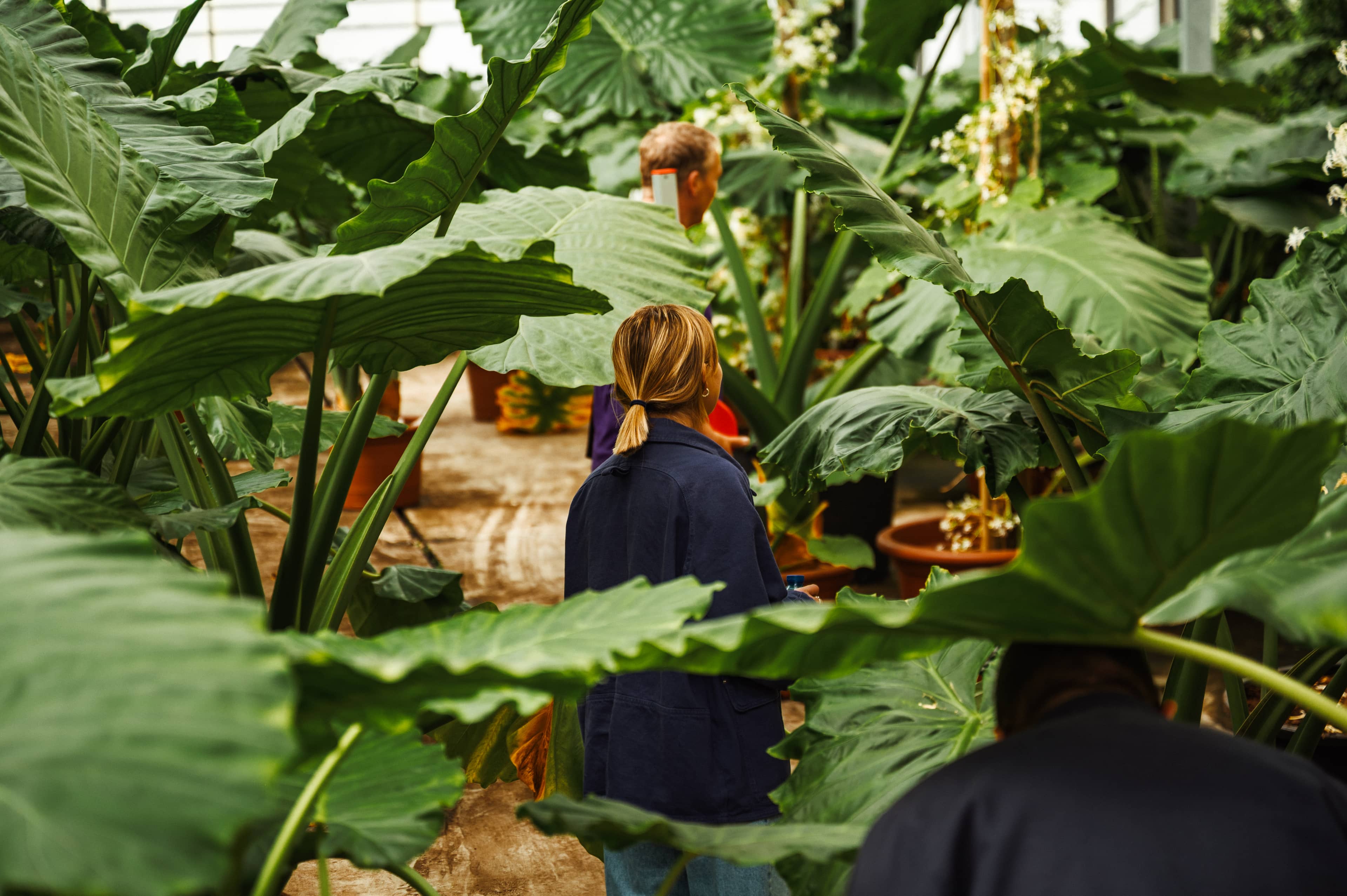 A woman stood amongst huge plant leaves