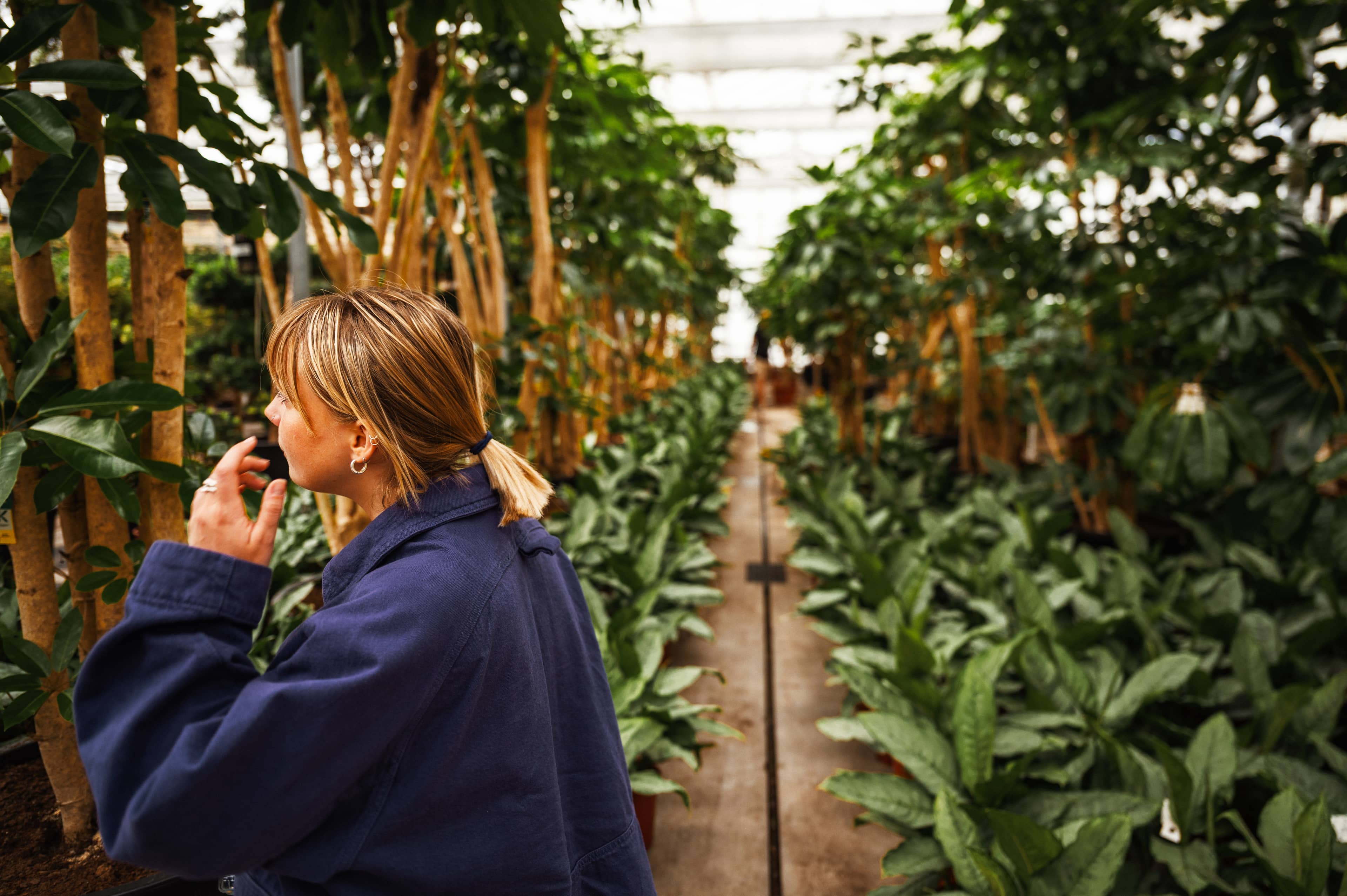 Person in a blue coat observes lush green chinese evergreen plants in a greenhouse, with tall trees and leafy plants lining a central path.