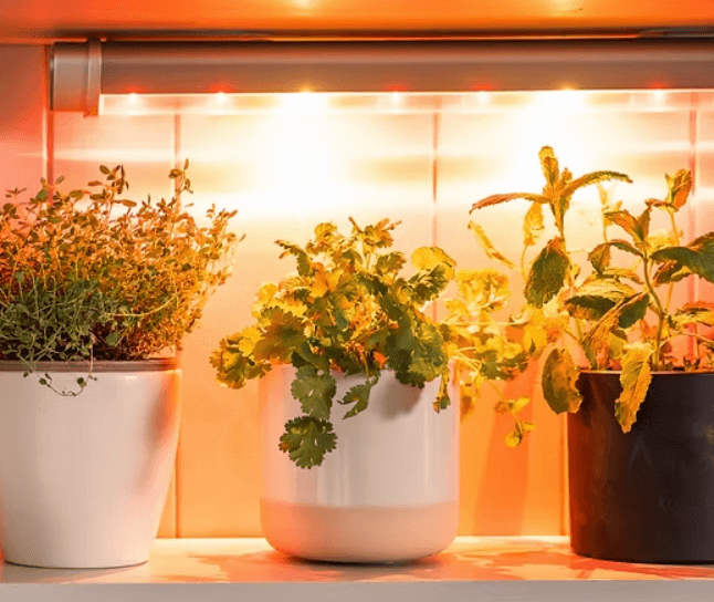 Potted herbs under a bright grow light, featuring thyme in a white pot, cilantro in a ceramic pot, and mint in a dark pot.