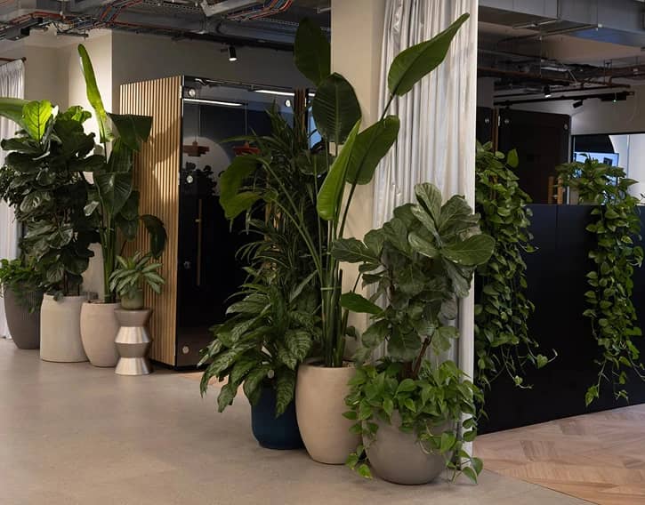 A modern office space with a variety of lush potted plants, including large leaves and trailing vines, enhancing the natural decor.