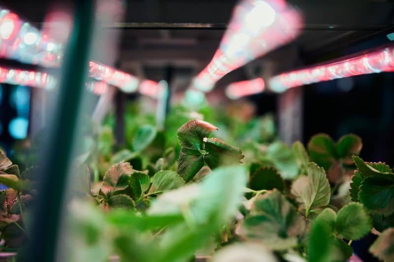 Close-up of vibrant green plants under glowing pink LED grow lights in an indoor garden setting.