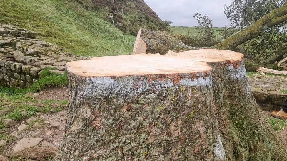 Freshly cut stump of a mature tree at Sycamore Gap, illustrating the challenge of biodiversity compensation. The loss of a well-established tree cannot simply be replaced with saplings; instead, meaningful ecological restoration, such as creating or enhancing high-quality woodland, is required to ensure genuine biodiversity net gain.