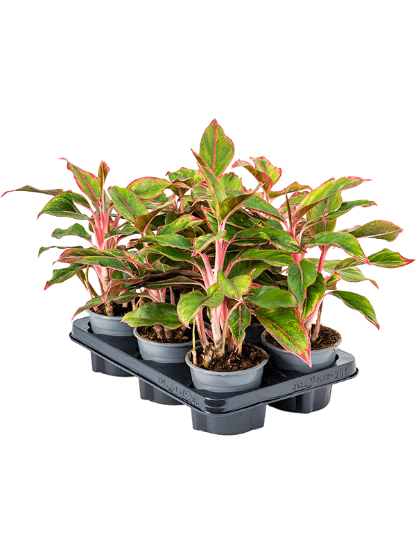 Aglaonema 'Crete' 6/tray Tuft