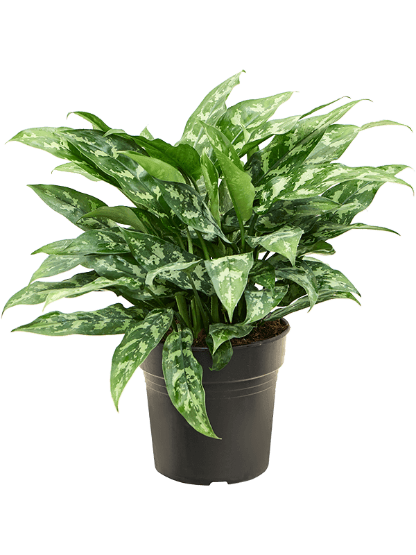 Aglaonema 'Maria' Tuft
