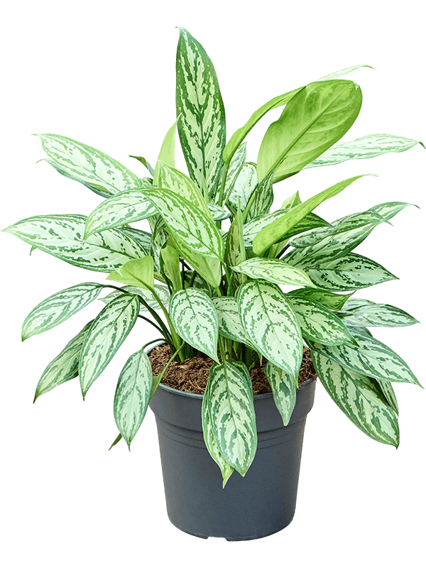 Aglaonema 'Silver Queen' Tuft