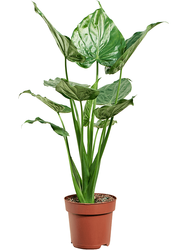 Alocasia cucullata Bush