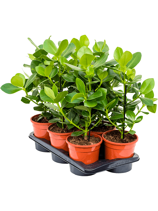 Clusia rosea 'Princess' 6/tray