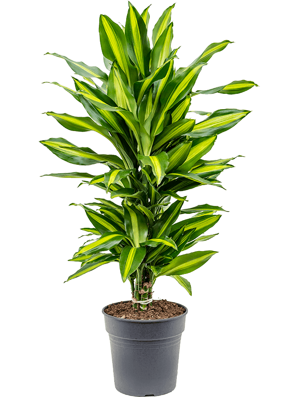 Dracaena fragrans 'Cintho' Branched-multi