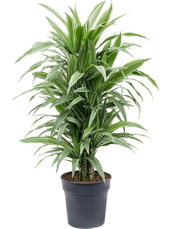 Dracaena deremensis 'Warneckei' Branched-multi