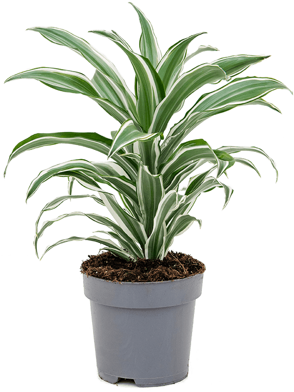 Dracaena fragrans 'White Jewel' Head 40