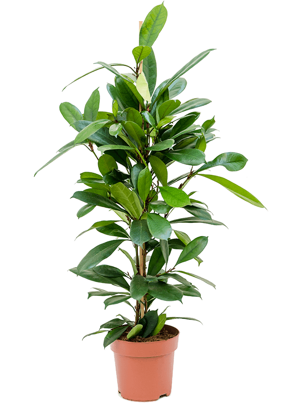 Ficus cyathistipula Tuft