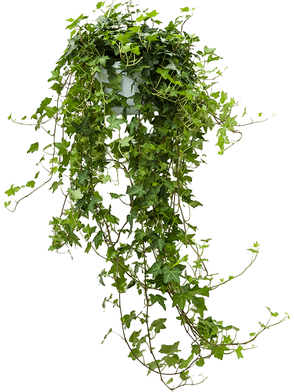 Hedera helix 'Pittsburgh' Hanger groen