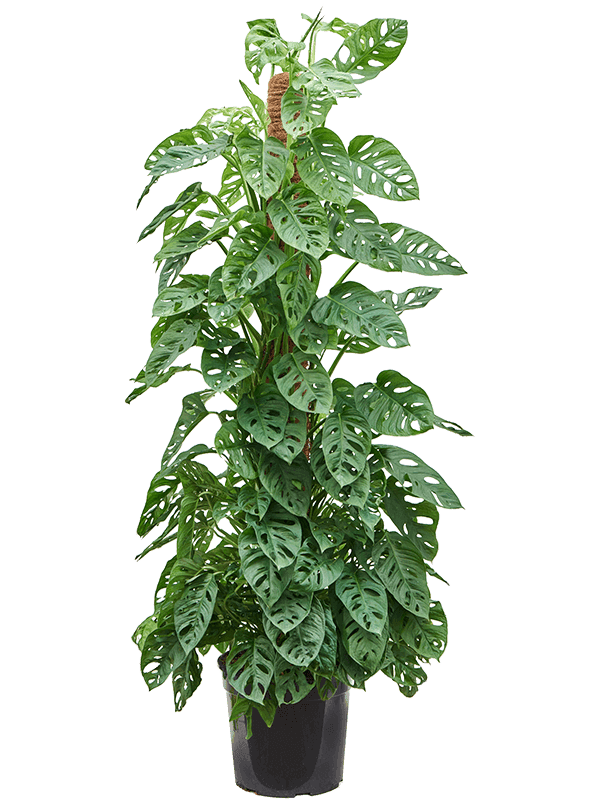 Monstera obliqua On moss-pole 150