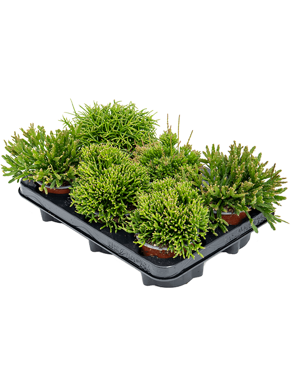 Rhipsalis mix 6/tray  20