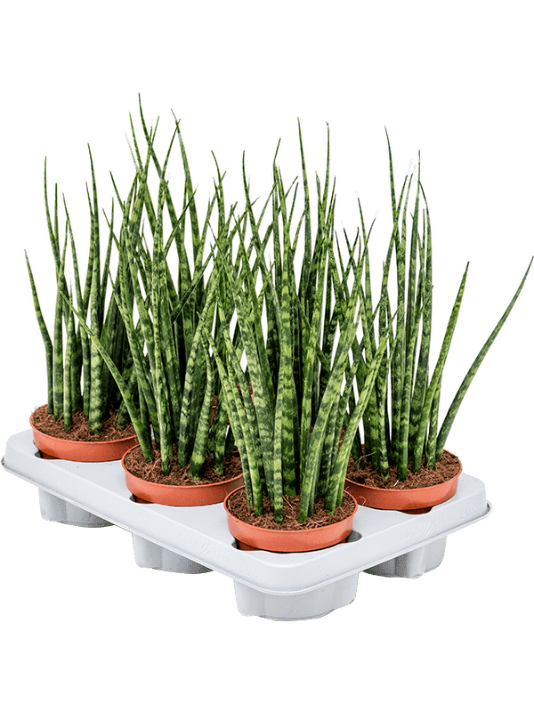Sansevieria bacularis - Fernwood Mikado