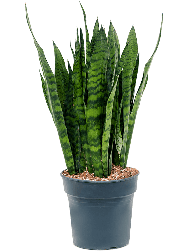 Sansevieria zeylanica Tuft