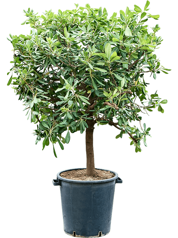 Pittosporum tobira 'Nanum' (120-140) Stem 150