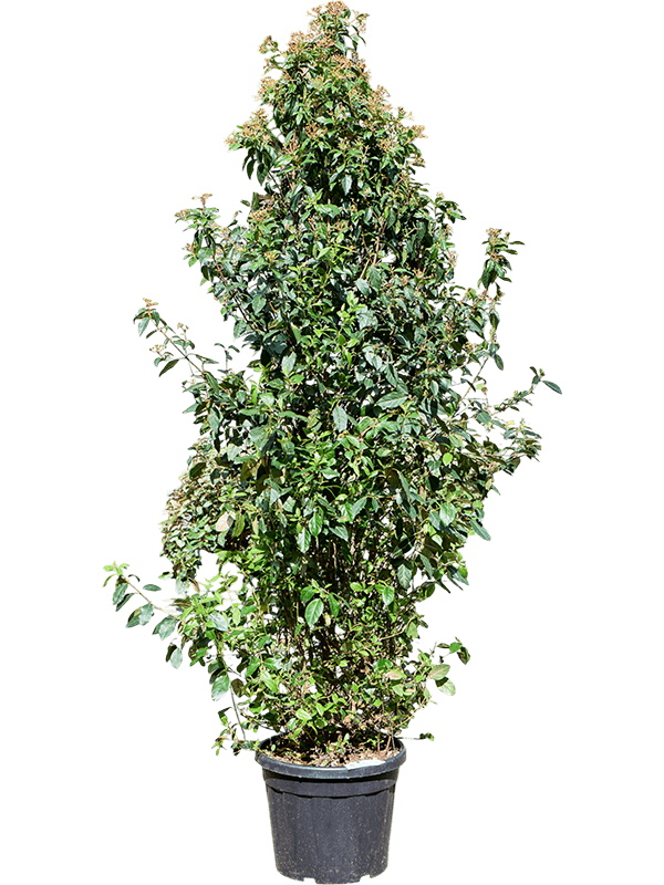 Viburnum tinus 'Spirit' (220-260) Bush 240