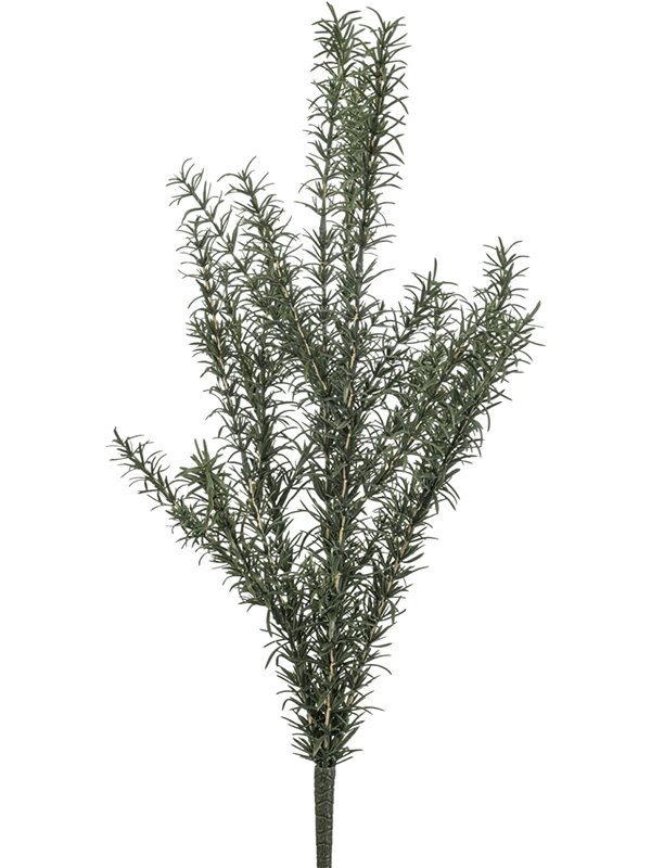 Rosemary Bush (UV)