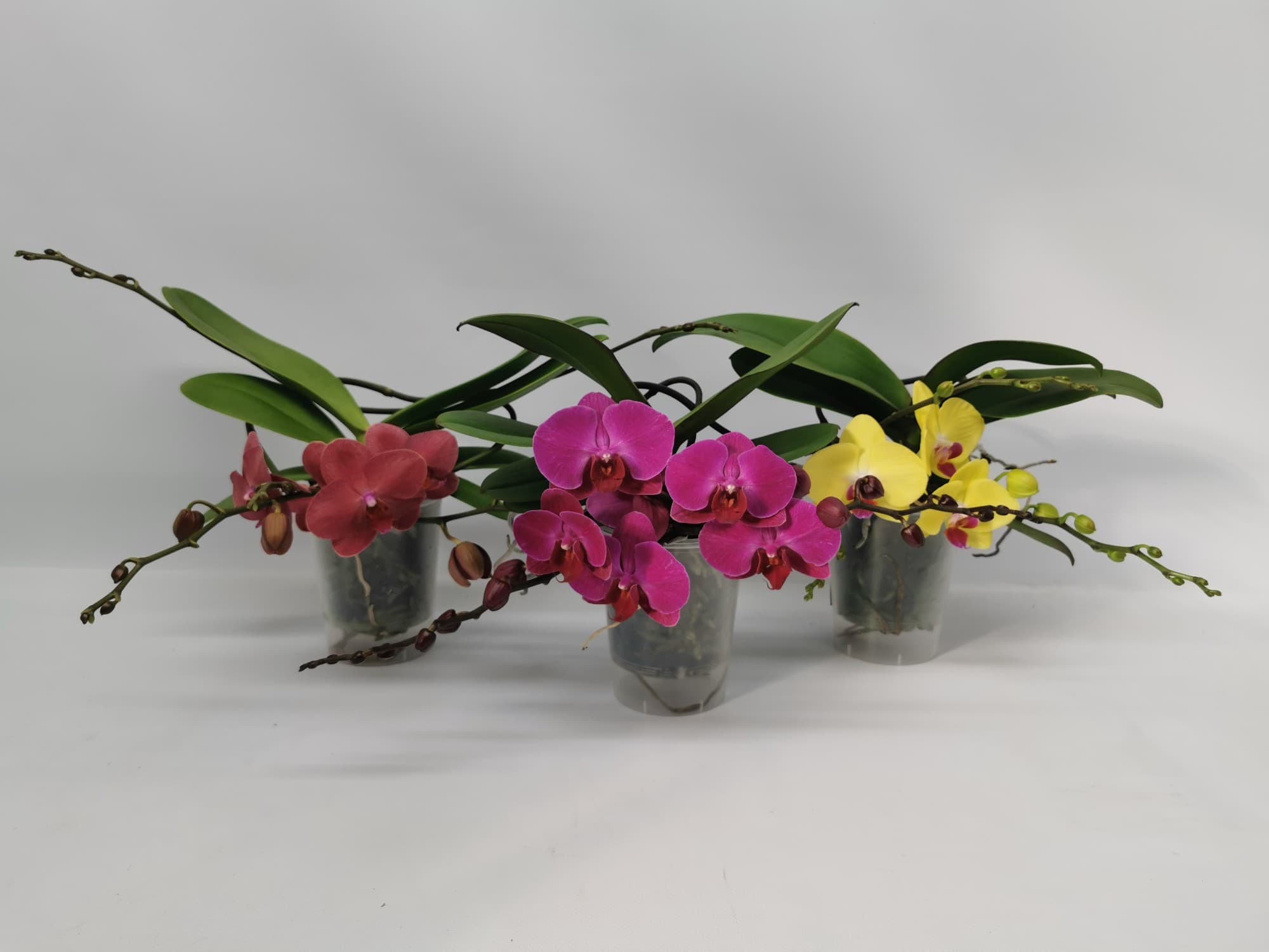 Phalaenopsis Table Orchid mix 2-Branches