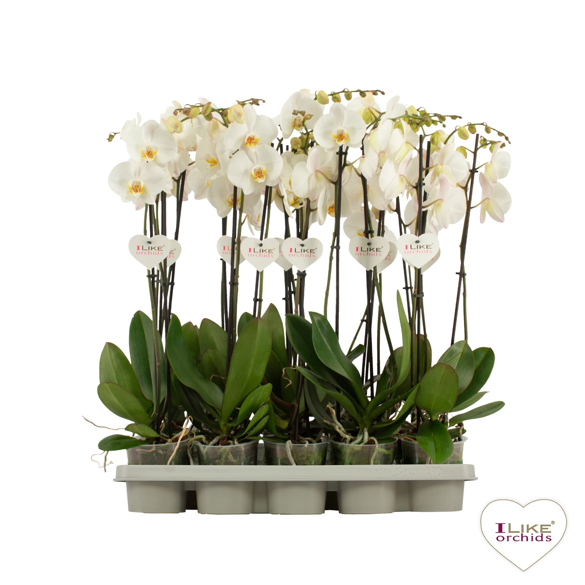Phalaenopsis White 2-Branches White