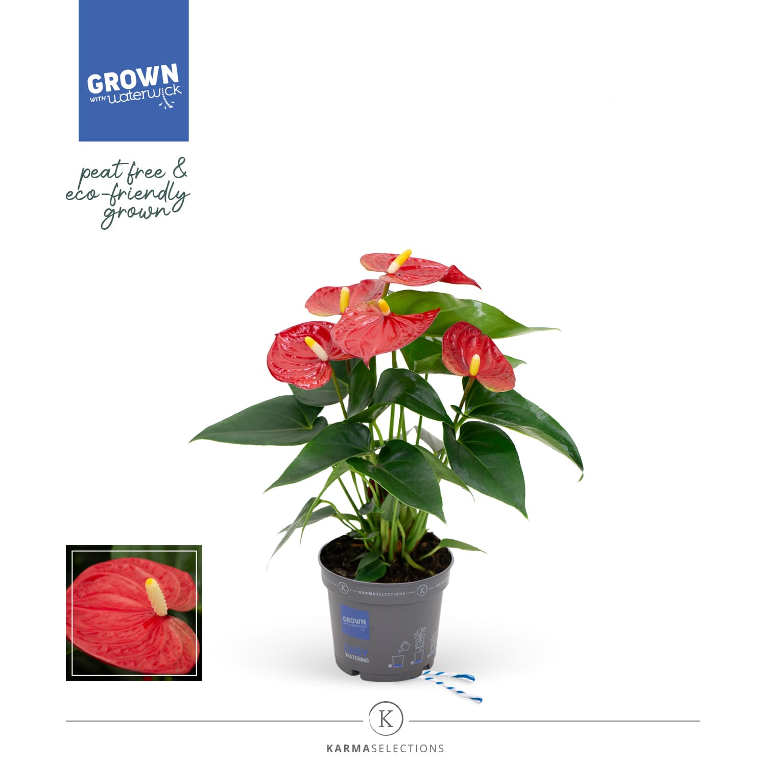 Anthurium Red Red