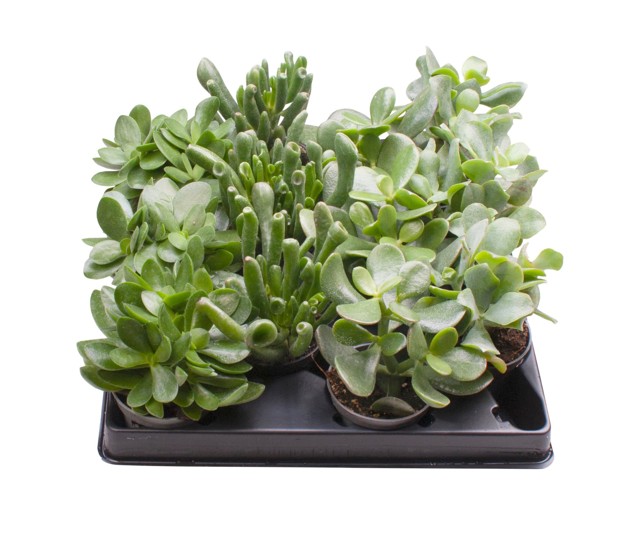 Succulents