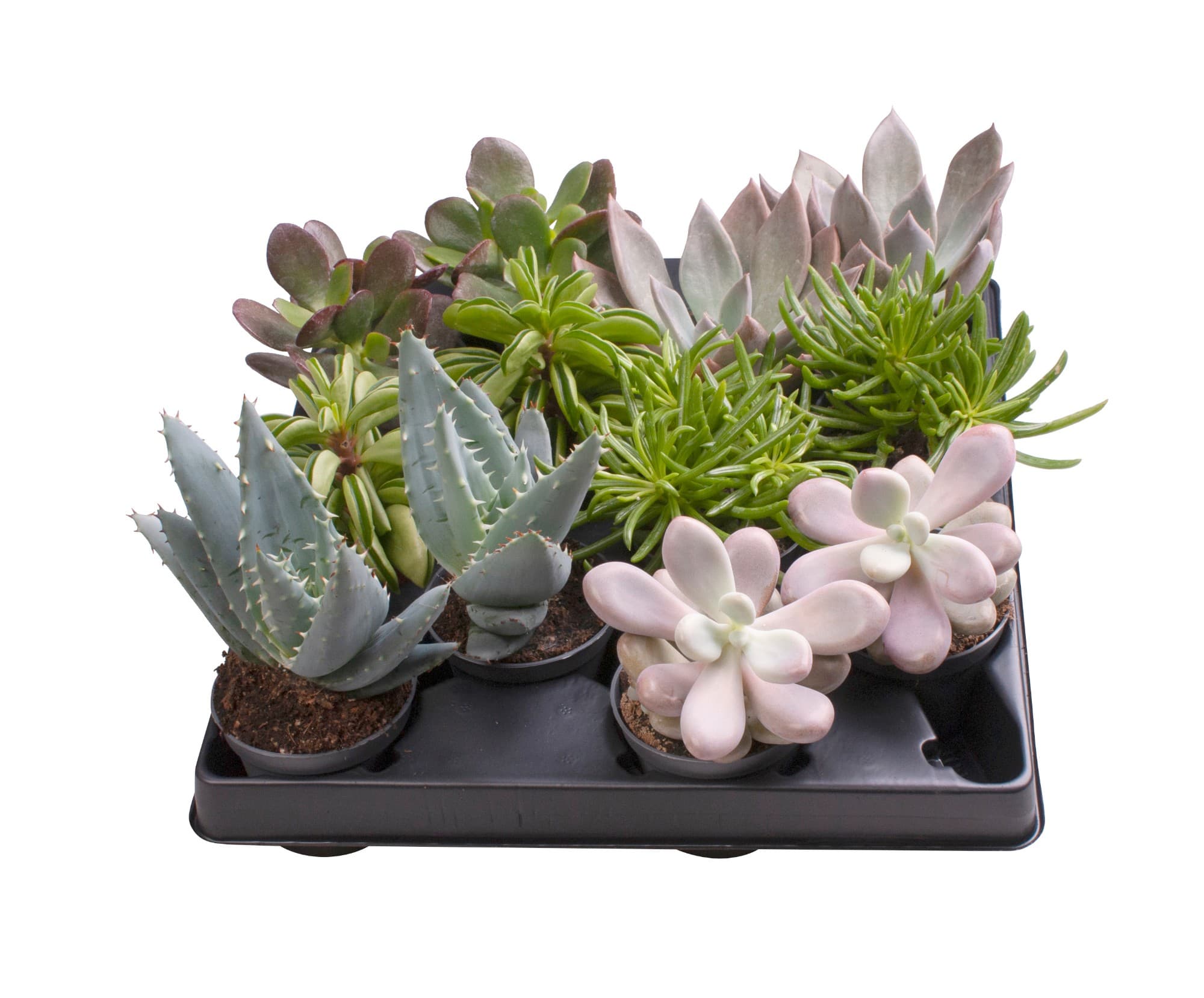 Succulent mix 6 Varieties