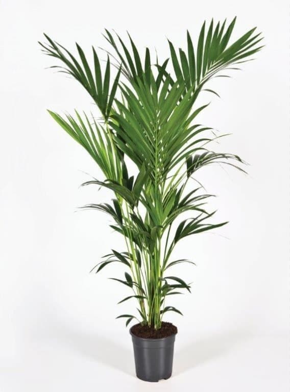 Kentia (Howea) forsteriana Tuft 5pp