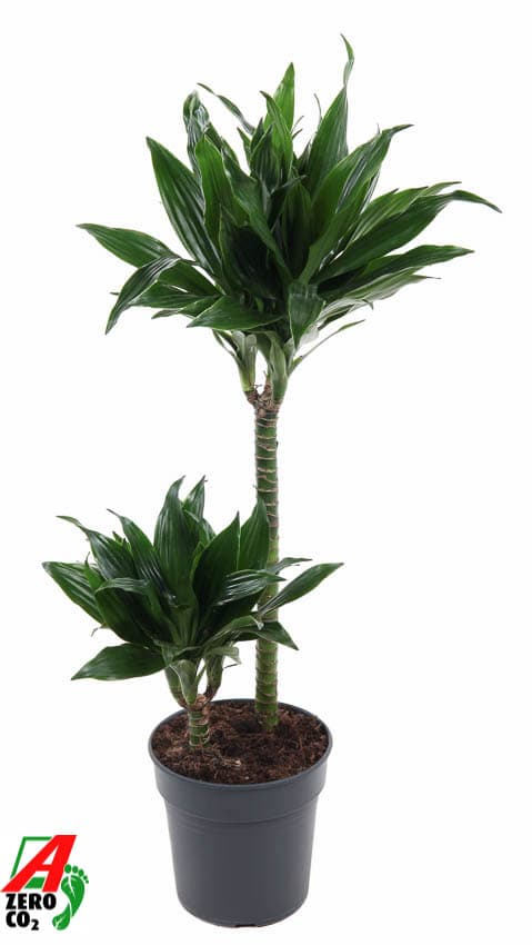 Dracaena fragrans 'Green Jewel' 45-15