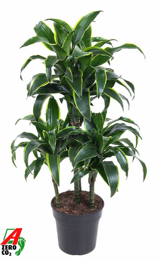 Dracaena fragrans 'Dorado' Carrousel