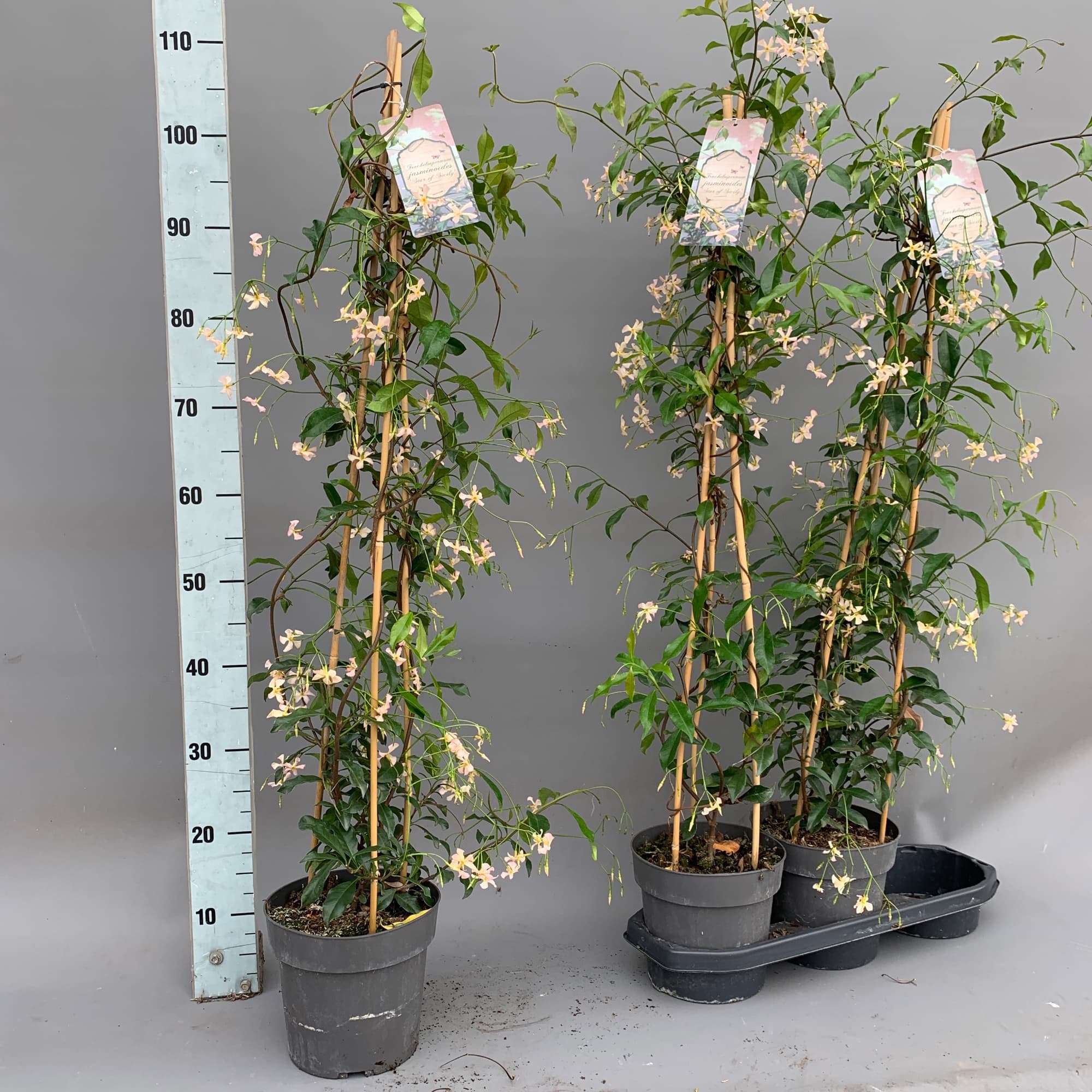 Trachelospermum jasminoides