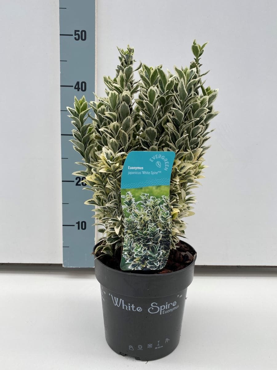 Euonymus