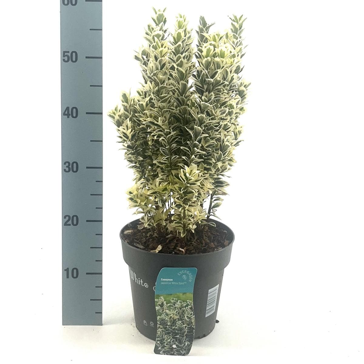 Euonymus japonicus 'White Spire' Other