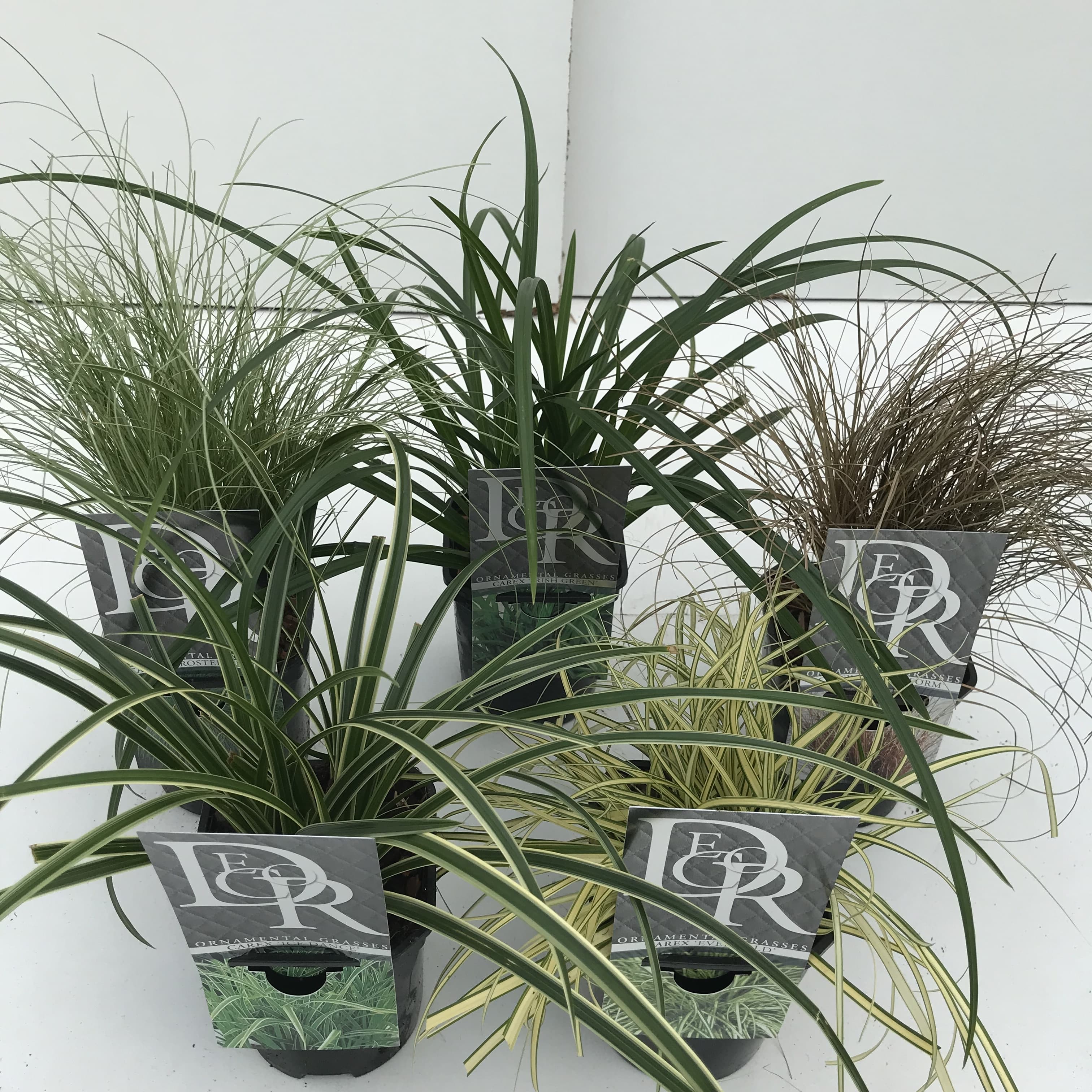 Carex Evergold mix