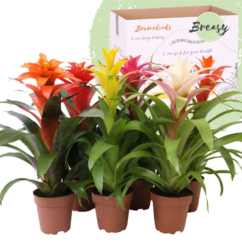 Guzmania 'Happy' mix Various colours 45