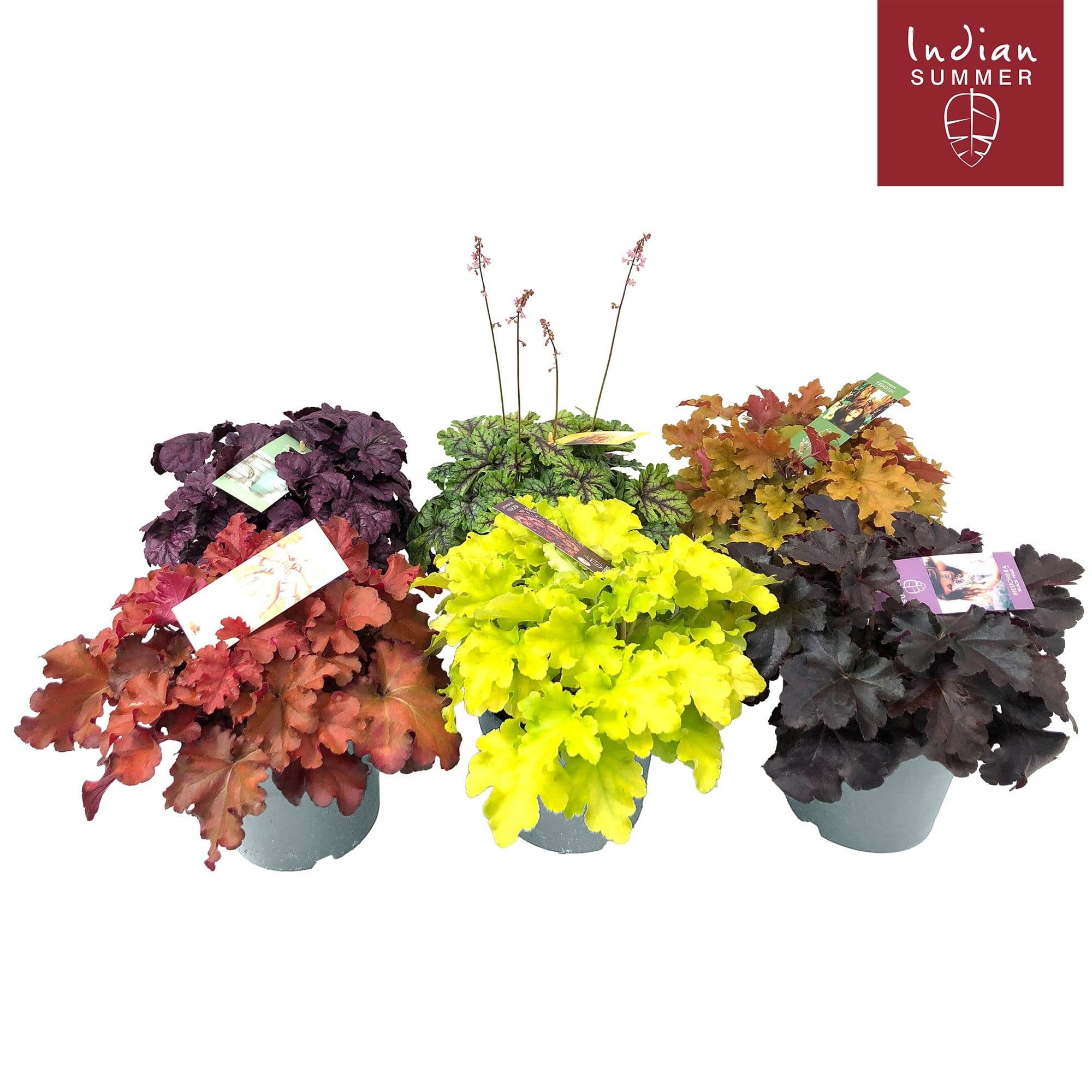 Heuchera 'Indian Summer' mix  30