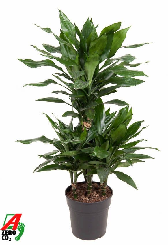 Dracaena fragrans 'Janet Lind' 45-Carrousel 100