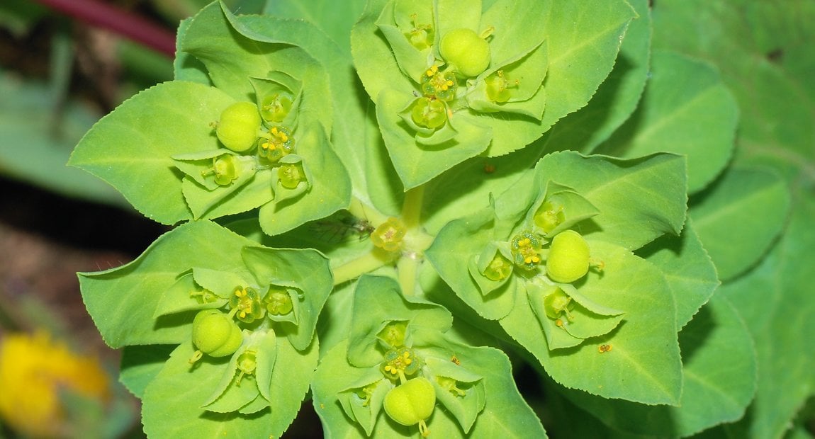 Euphorbia