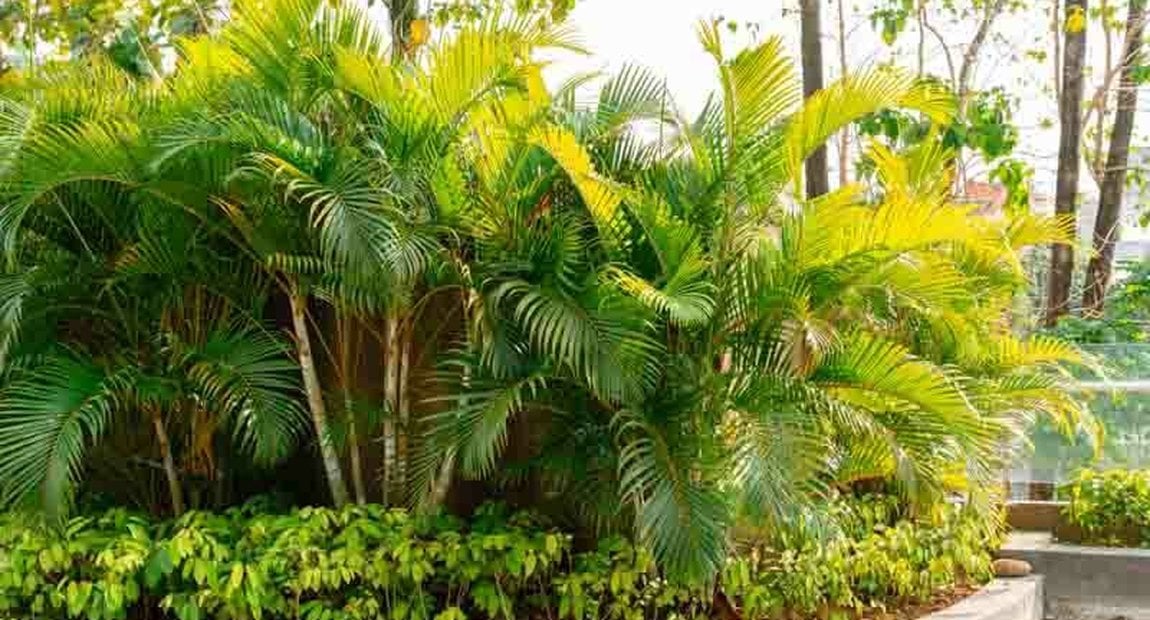 Areca Palm