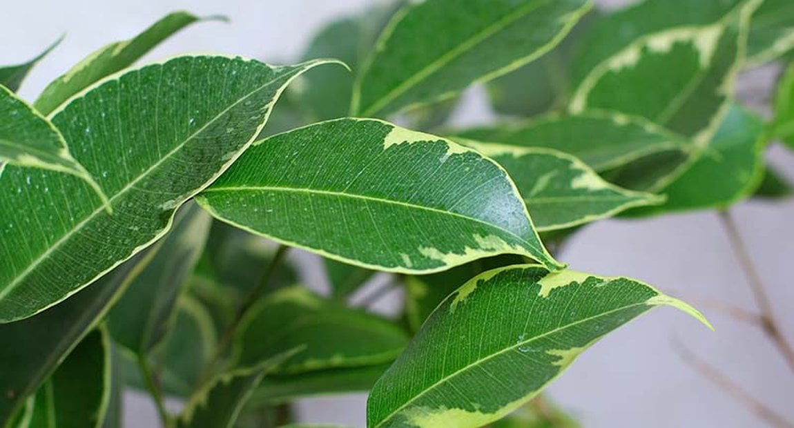 Weeping Fig