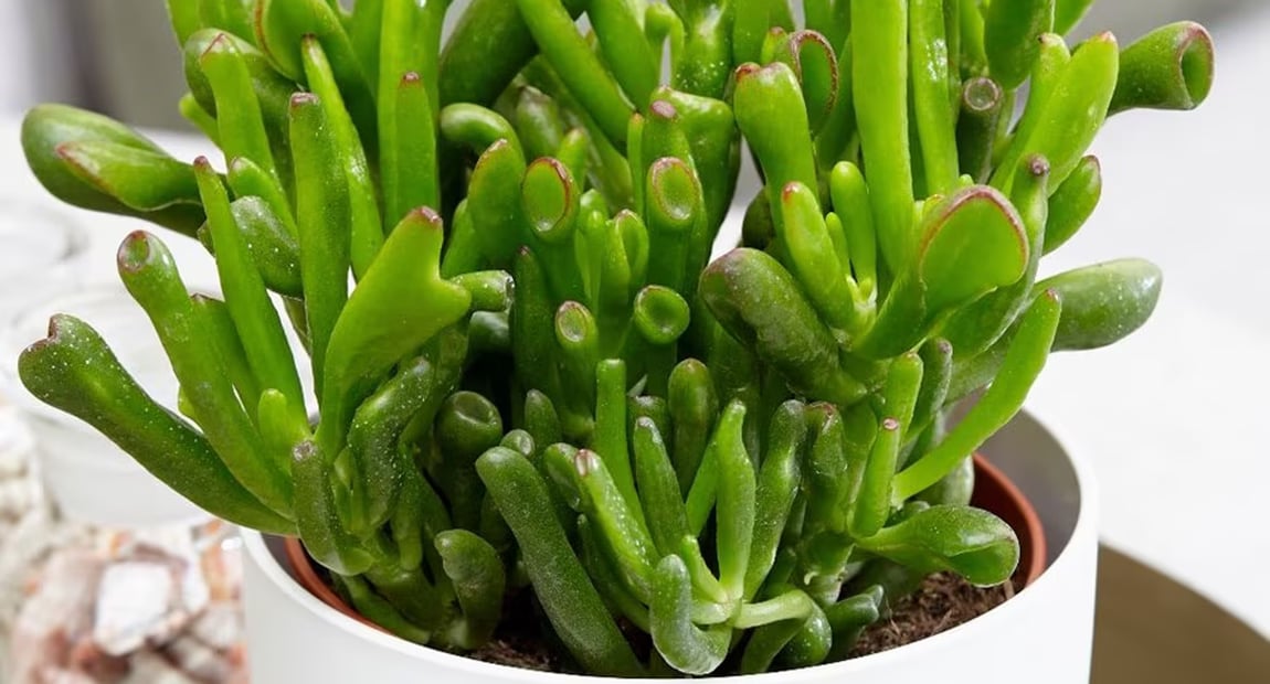 Crassula Ovata